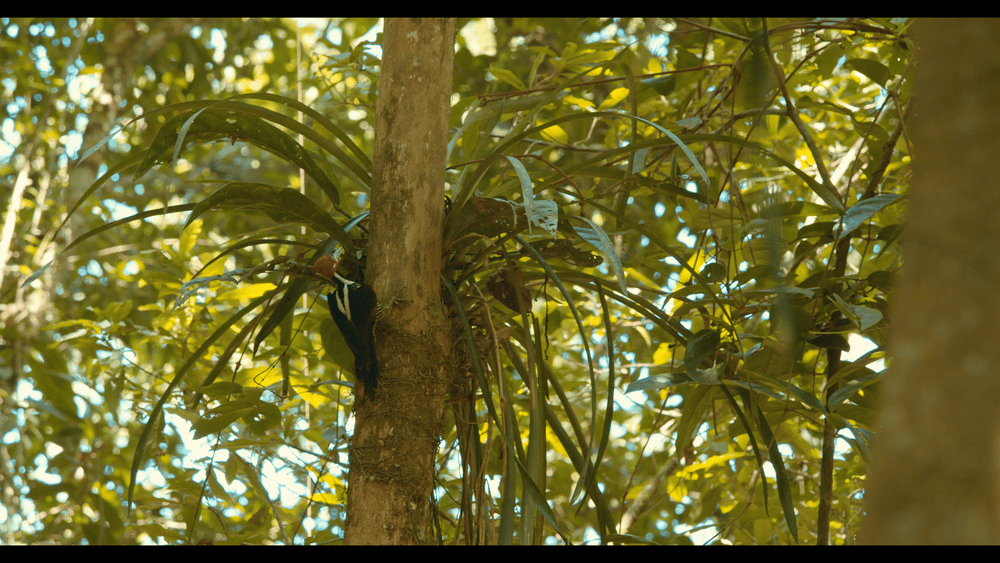 Amazon Night Monkey Heritage Area