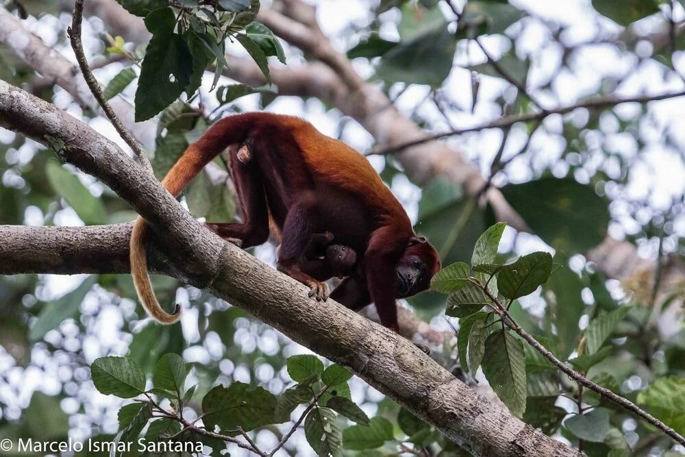 Amazon Uakari Heritage Area