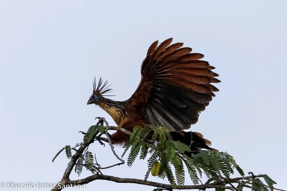 Amazon Uakari Heritage Area