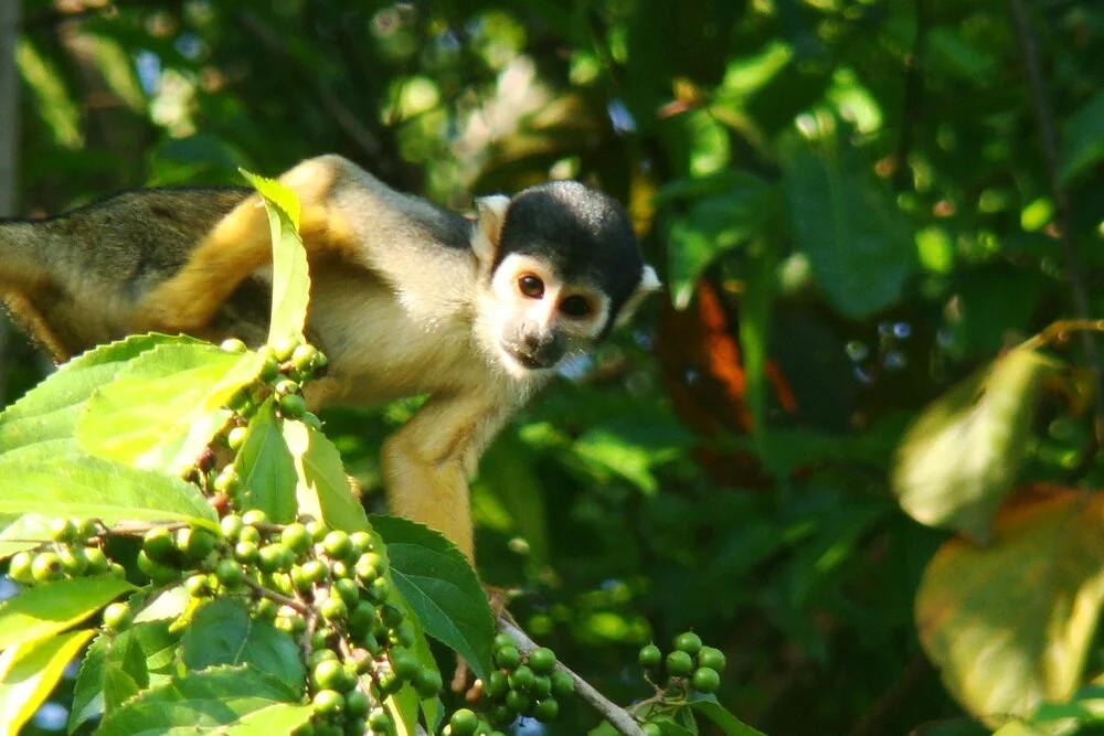 Amazon Uakari Heritage Area