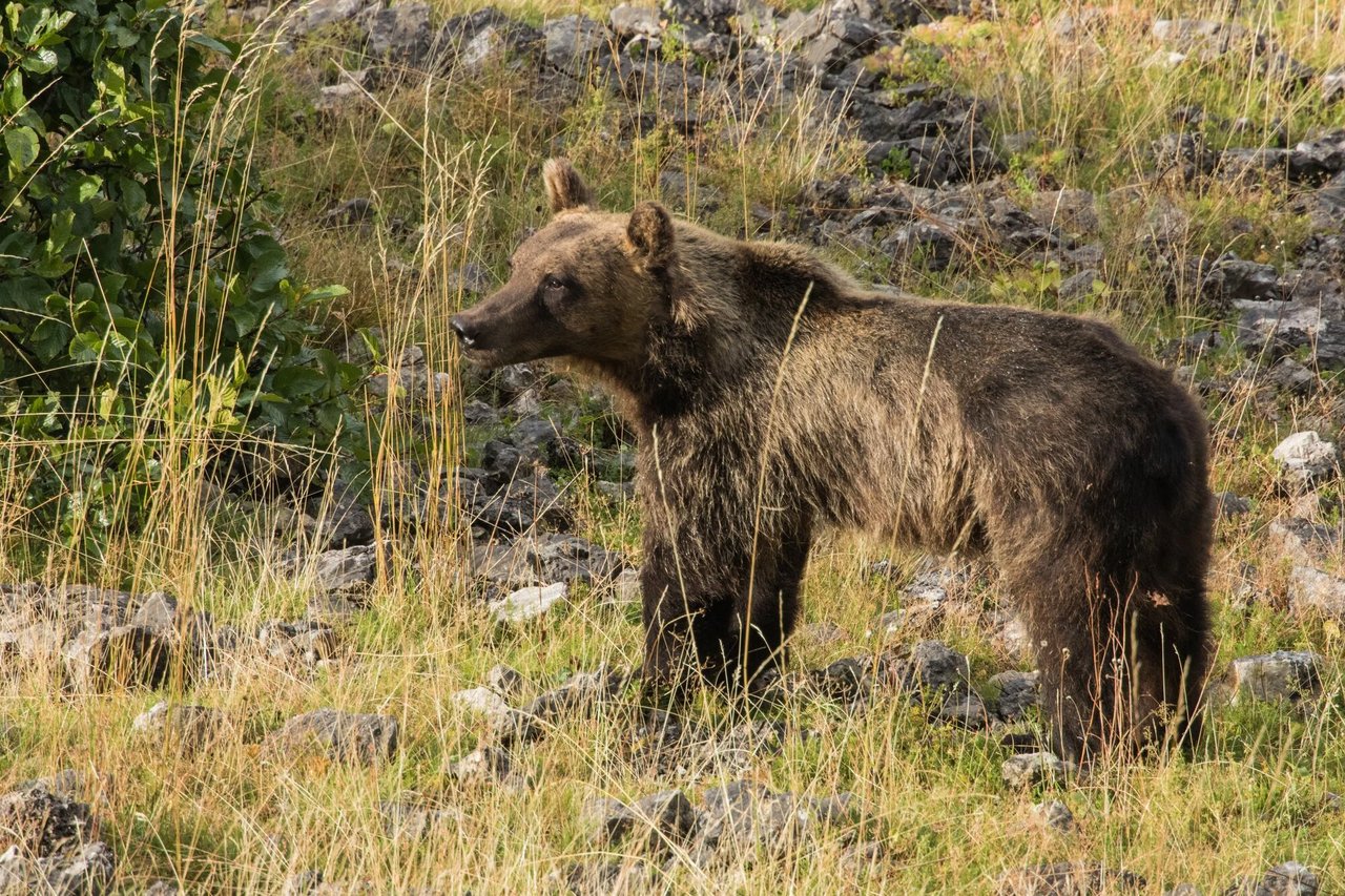 Apennines Marsican Bear Heritage Area