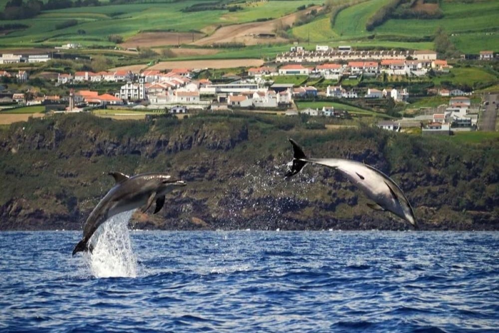 Azores Whale Heritage Area