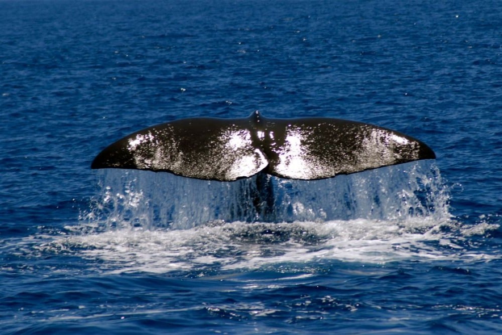 Azores Whale Heritage Area