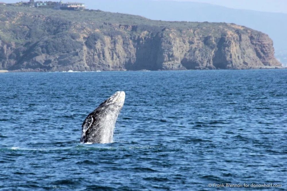Dana Point Whale Heritage Area