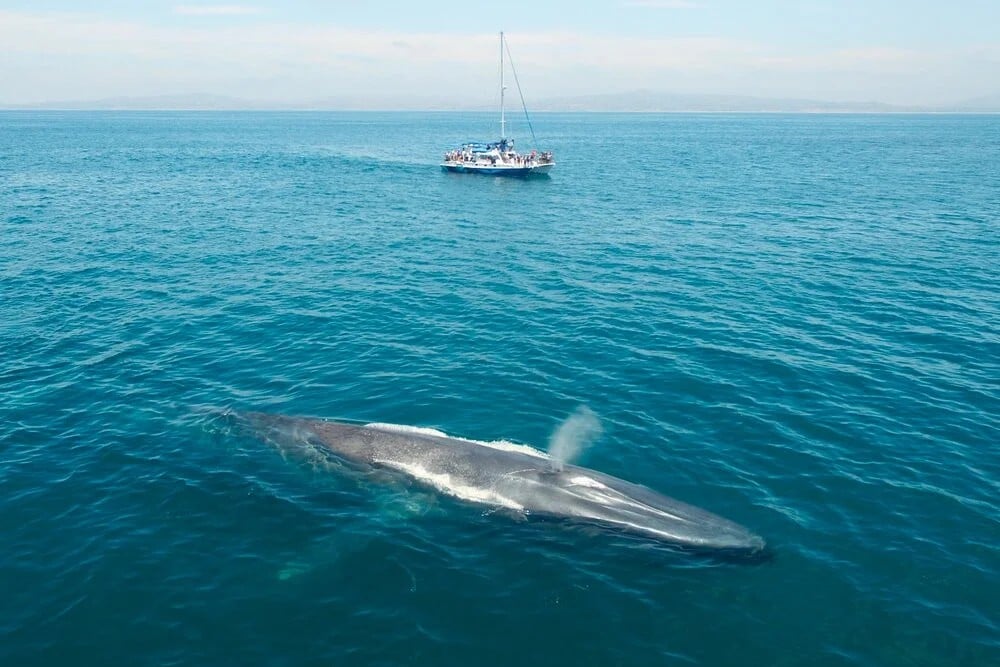Dana Point Whale Heritage Area
