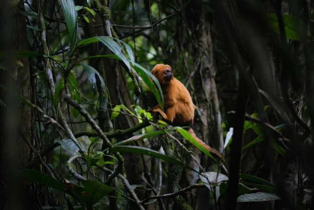 Golden Lion Tamarin Ecological Park Heritage Area