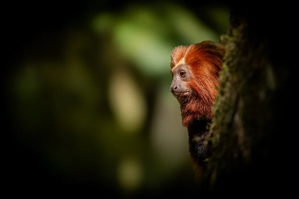 Golden Lion Tamarin Ecological Park Heritage Area