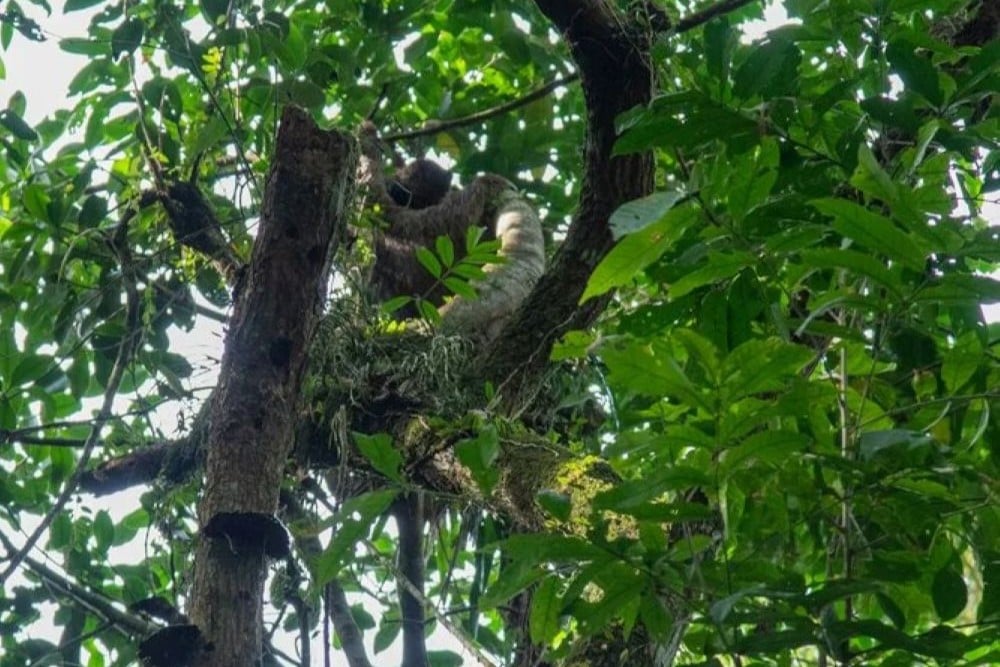 Golden Lion Tamarin Ecological Park Heritage Area