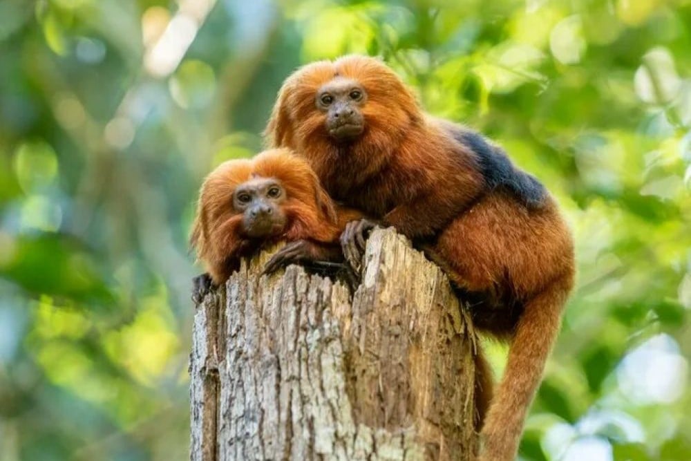 Golden Lion Tamarin Ecological Park Heritage Area