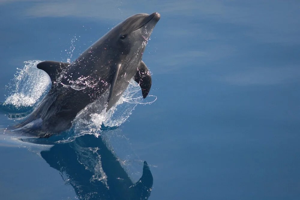 Golfo Dulce Whale Heritage Area