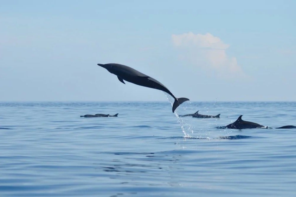 Golfo Dulce Whale Heritage Area