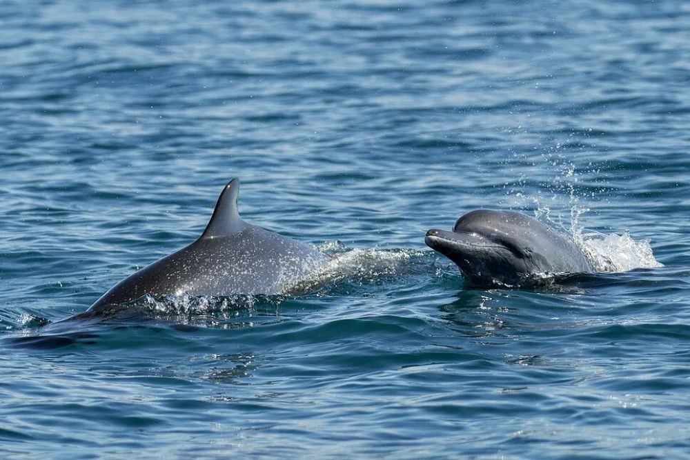 Golfo Dulce Whale Heritage Area