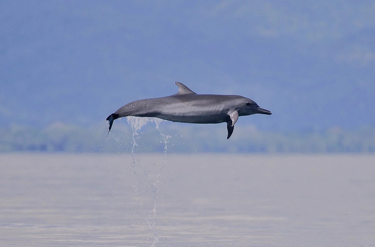 Golfo Dulce Whale Heritage Area