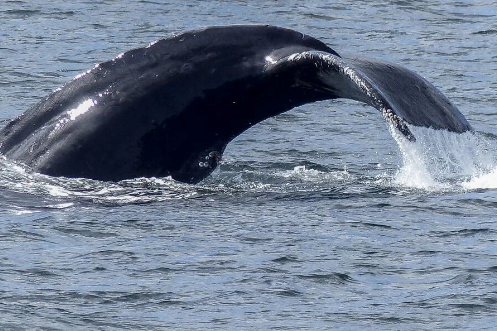 Golfo Dulce Whale Heritage Area