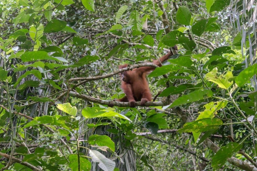 Gunung Leuser Orangutan Heritage Area