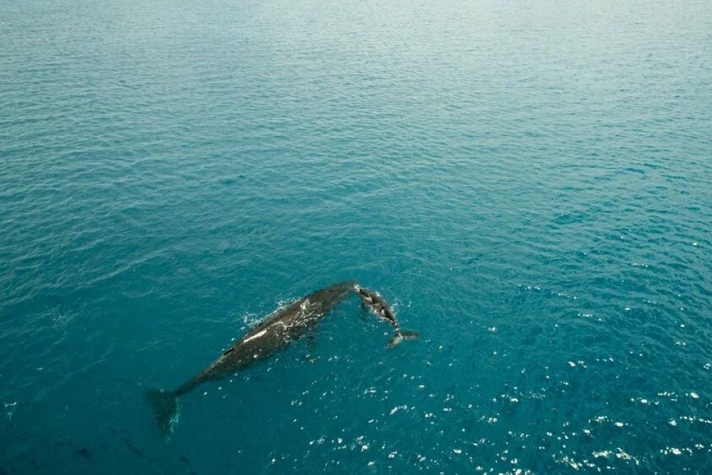 Hervey Bay Whale Heritage Area