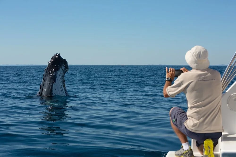 Hervey Bay Whale Heritage Area