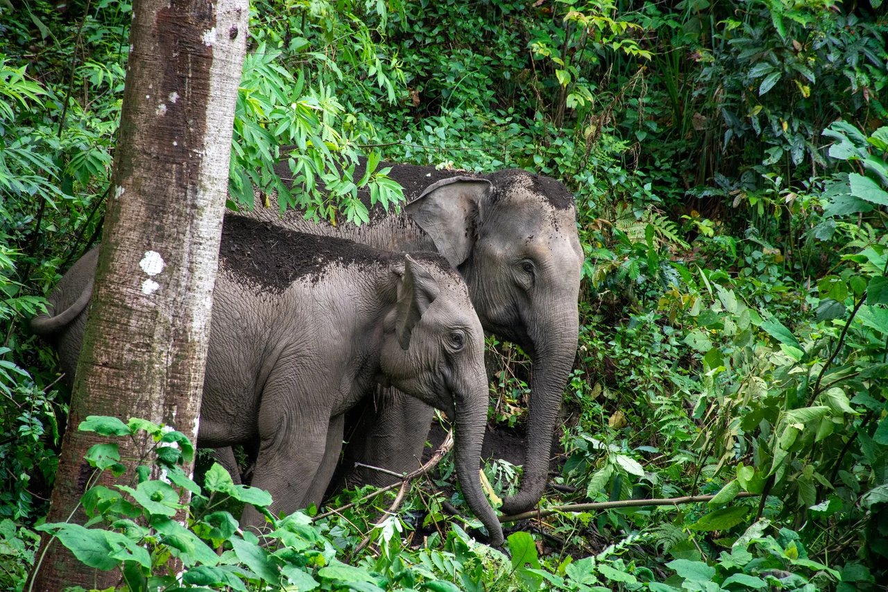 LIFE Elephant Heritage Area