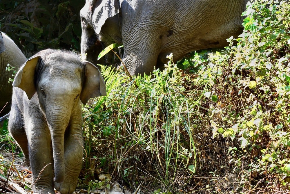 LIFE Elephant Heritage Area