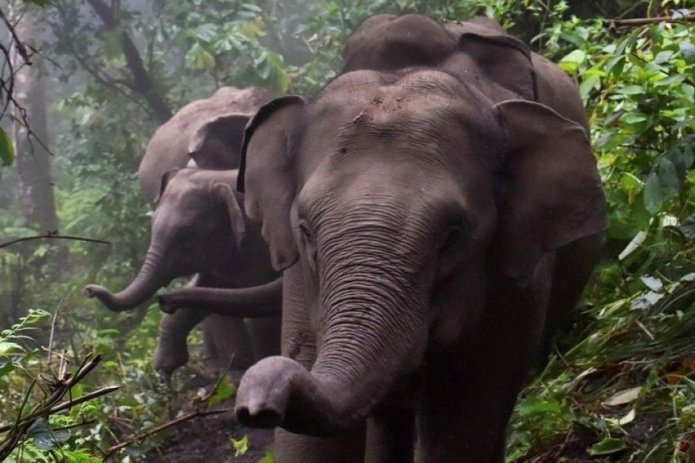 LIFE Elephant Heritage Area