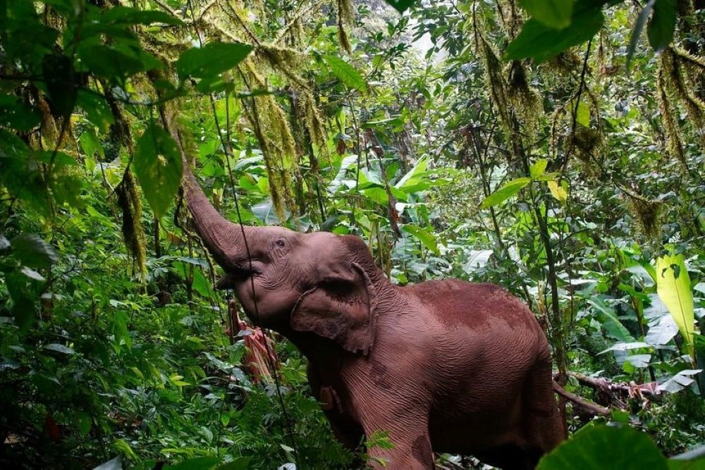 LIFE Elephant Heritage Area