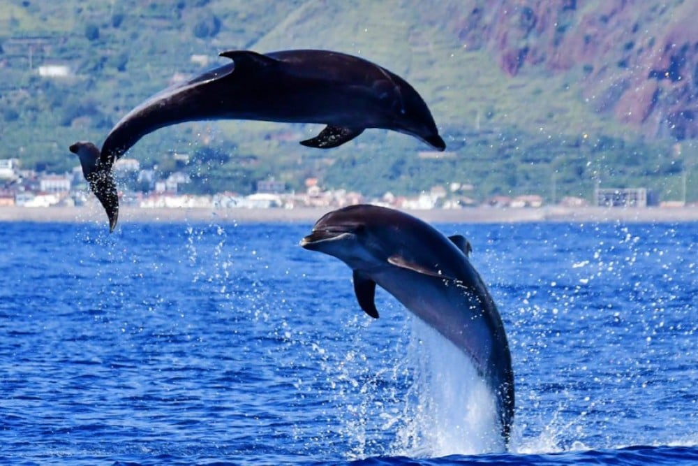 Madeira Whale Heritage Area