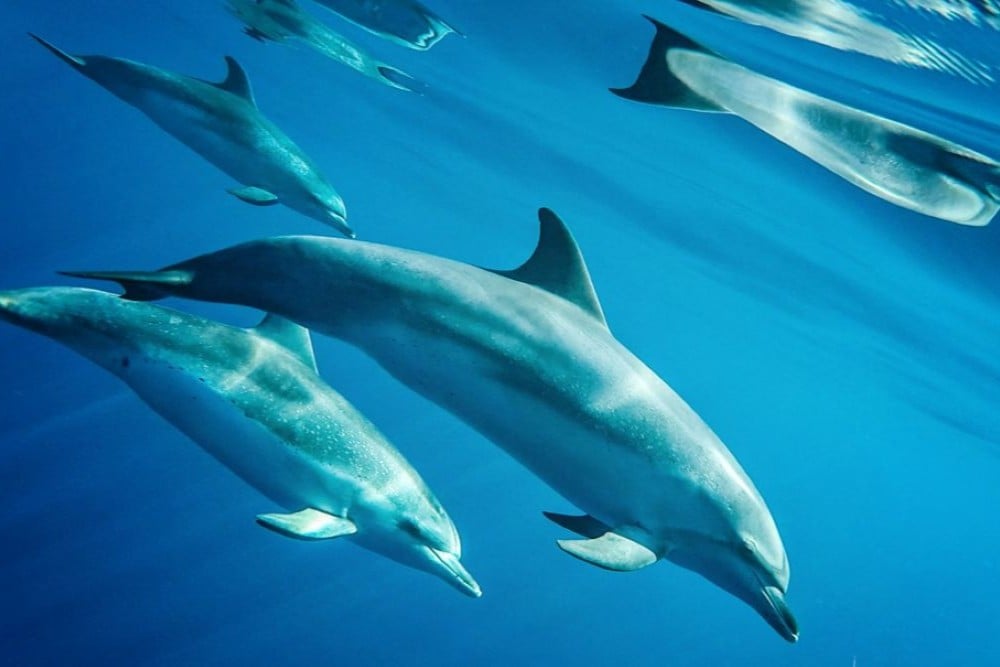 Madeira Whale Heritage Area