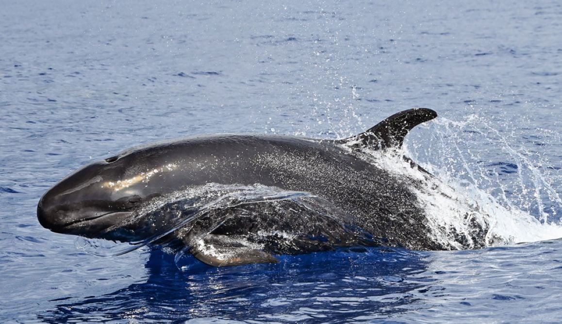 Madeira Whale Heritage Area