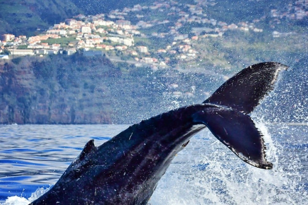 Madeira Whale Heritage Area
