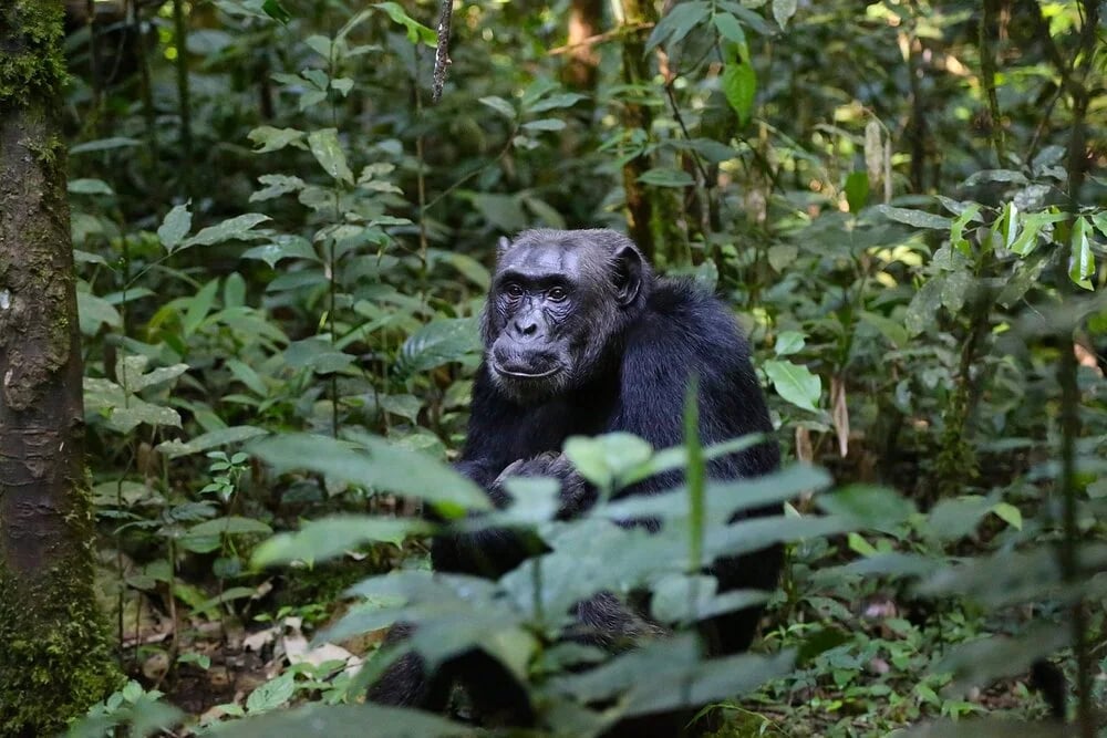 Mintom Gorilla Heritage Area
