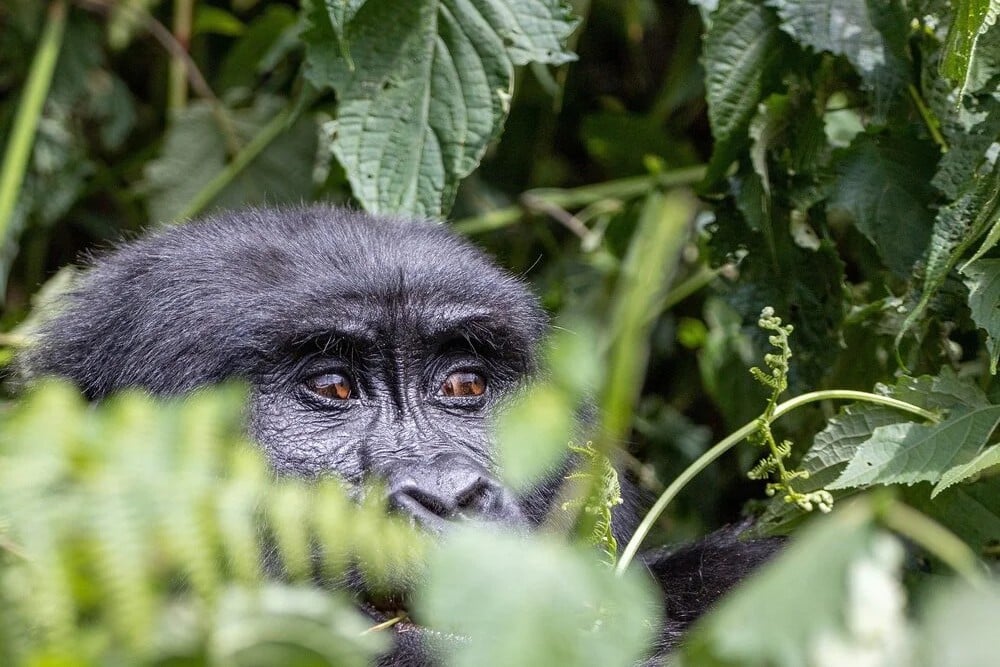 Mintom Gorilla Heritage Area