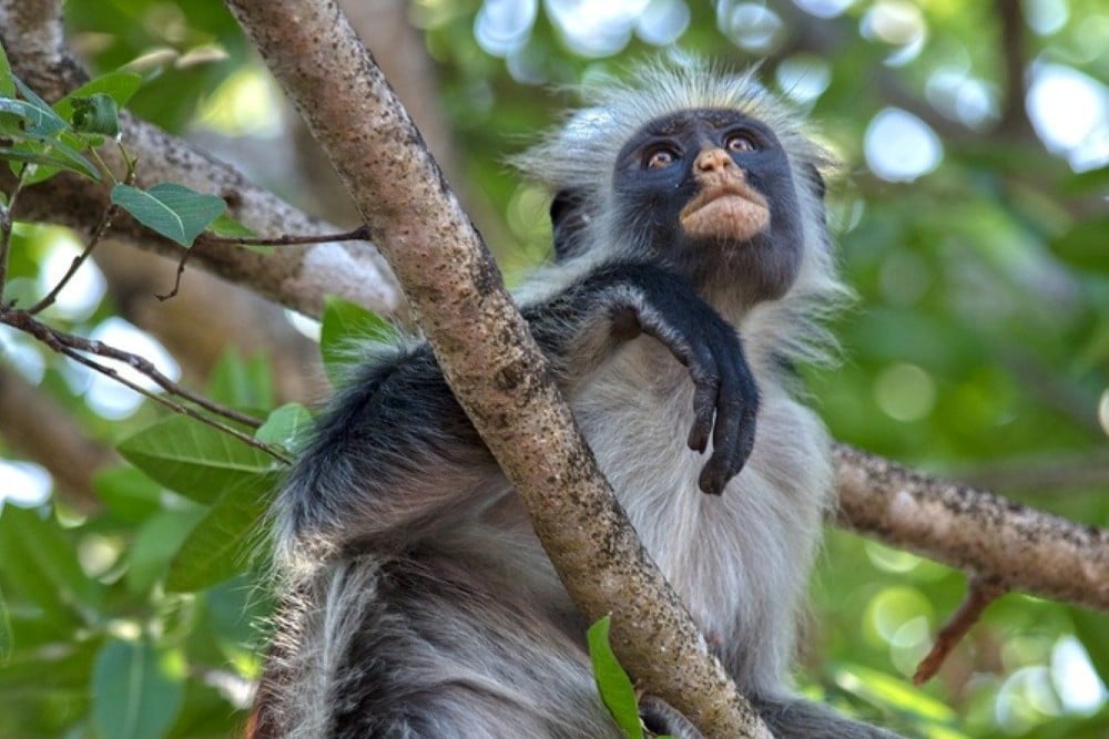 Mintom Gorilla Heritage Area