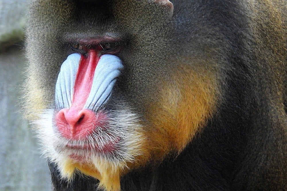 Mintom Gorilla Heritage Area