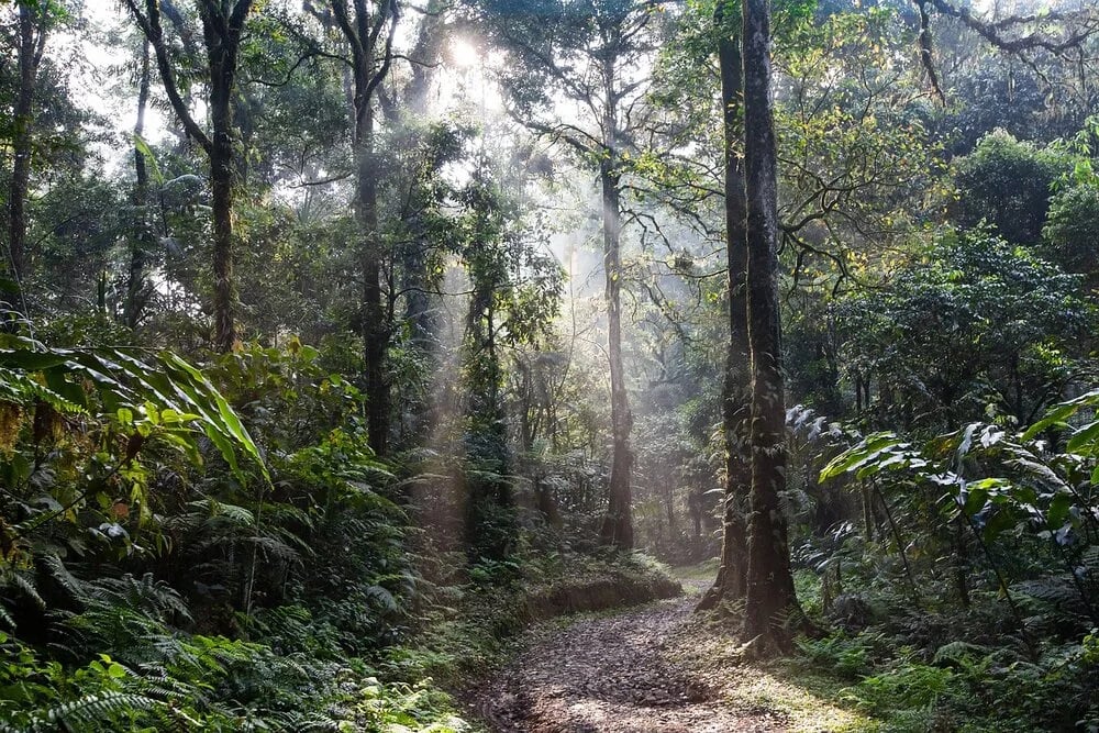 Mintom Gorilla Heritage Area