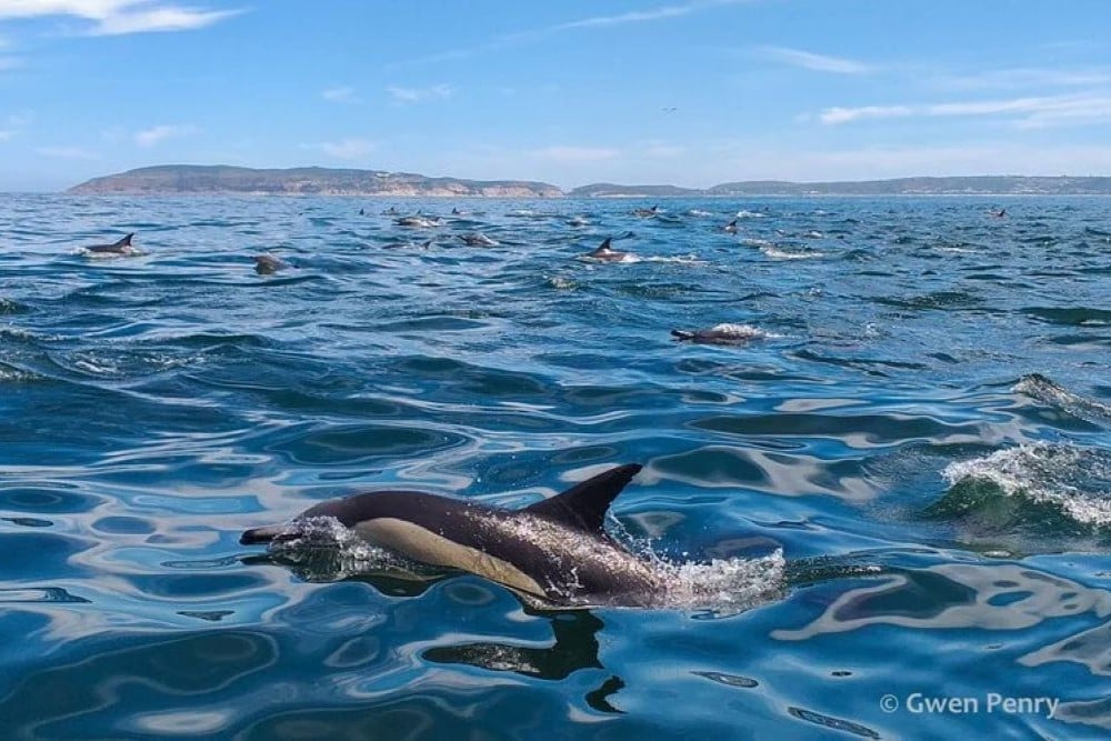 Plettenberg Bay Whale Heritage Area