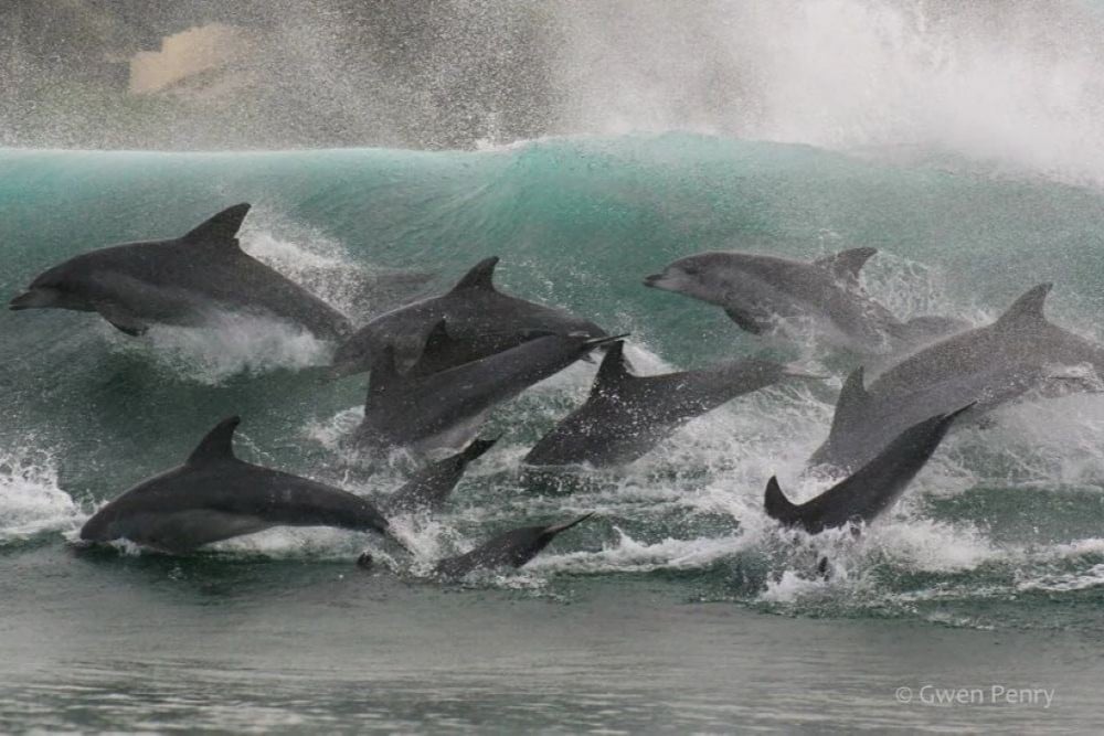 Plettenberg Bay Whale Heritage Area