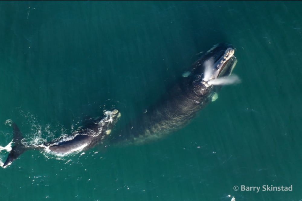 Plettenberg Bay Whale Heritage Area