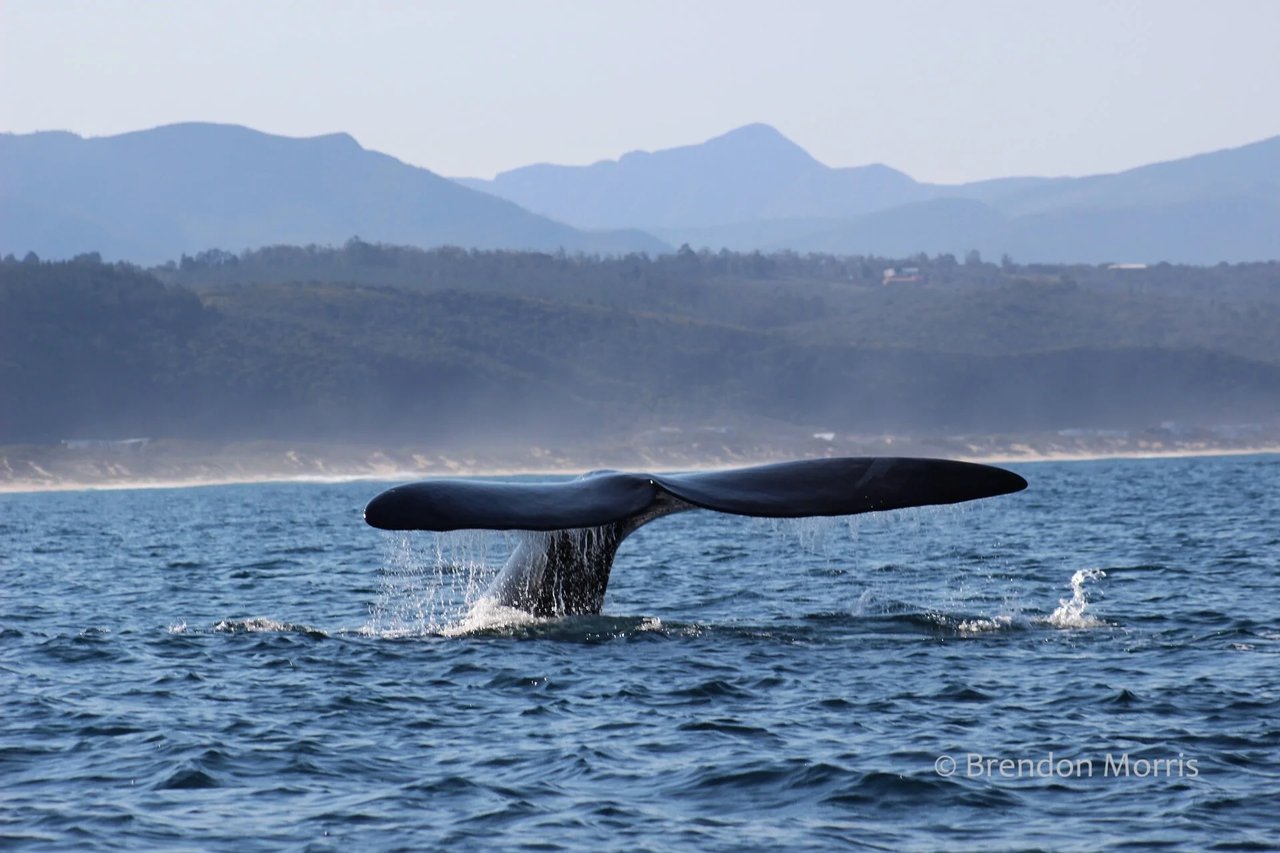 Plettenberg Bay Whale Heritage Area