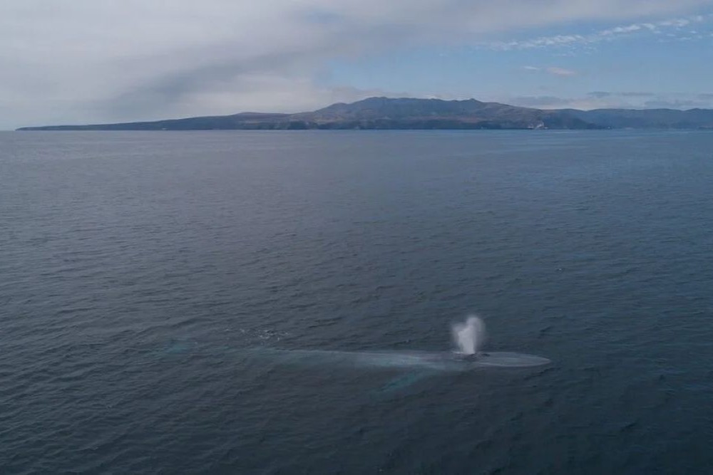 Santa Barbara Channel Whale Heritage Area