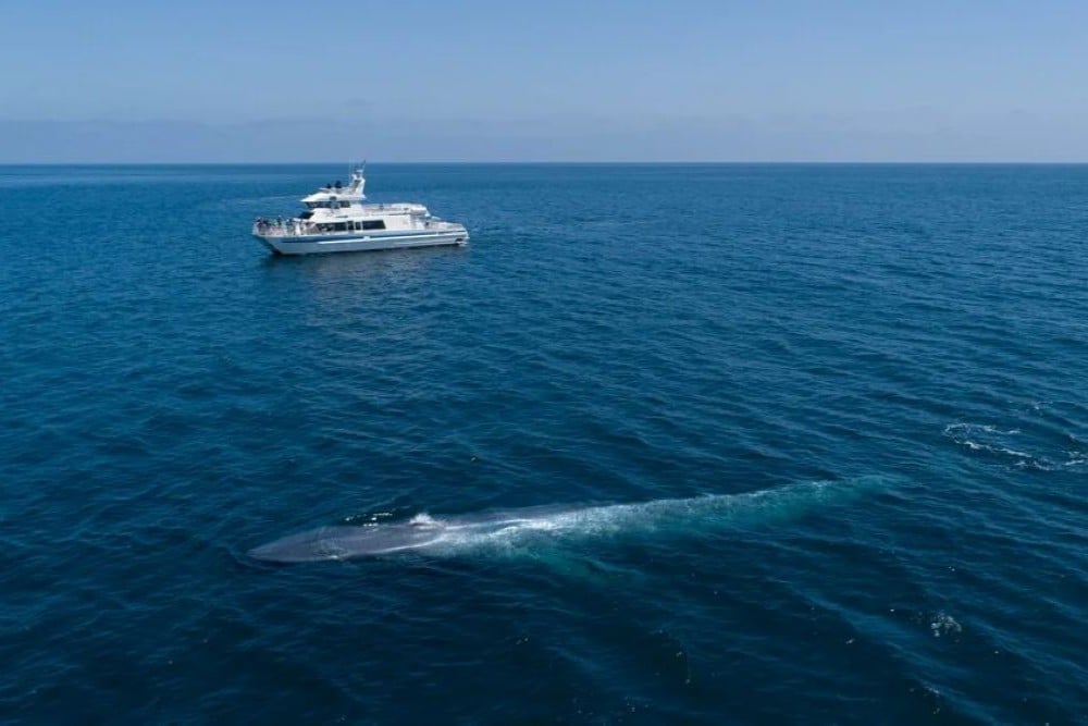 Santa Barbara Channel Whale Heritage Area