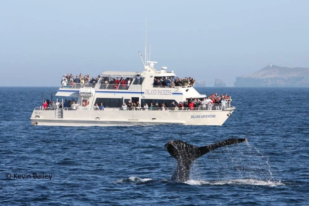 Santa Barbara Channel Whale Heritage Area