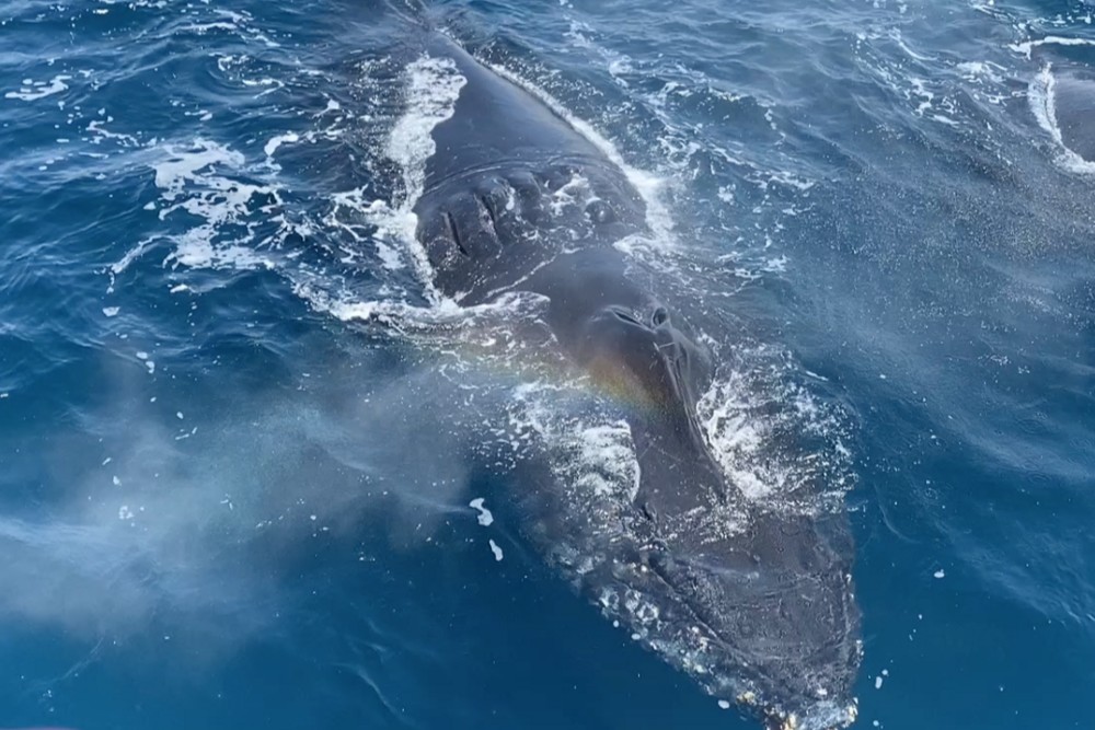 Santa Barbara Channel Whale Heritage Area