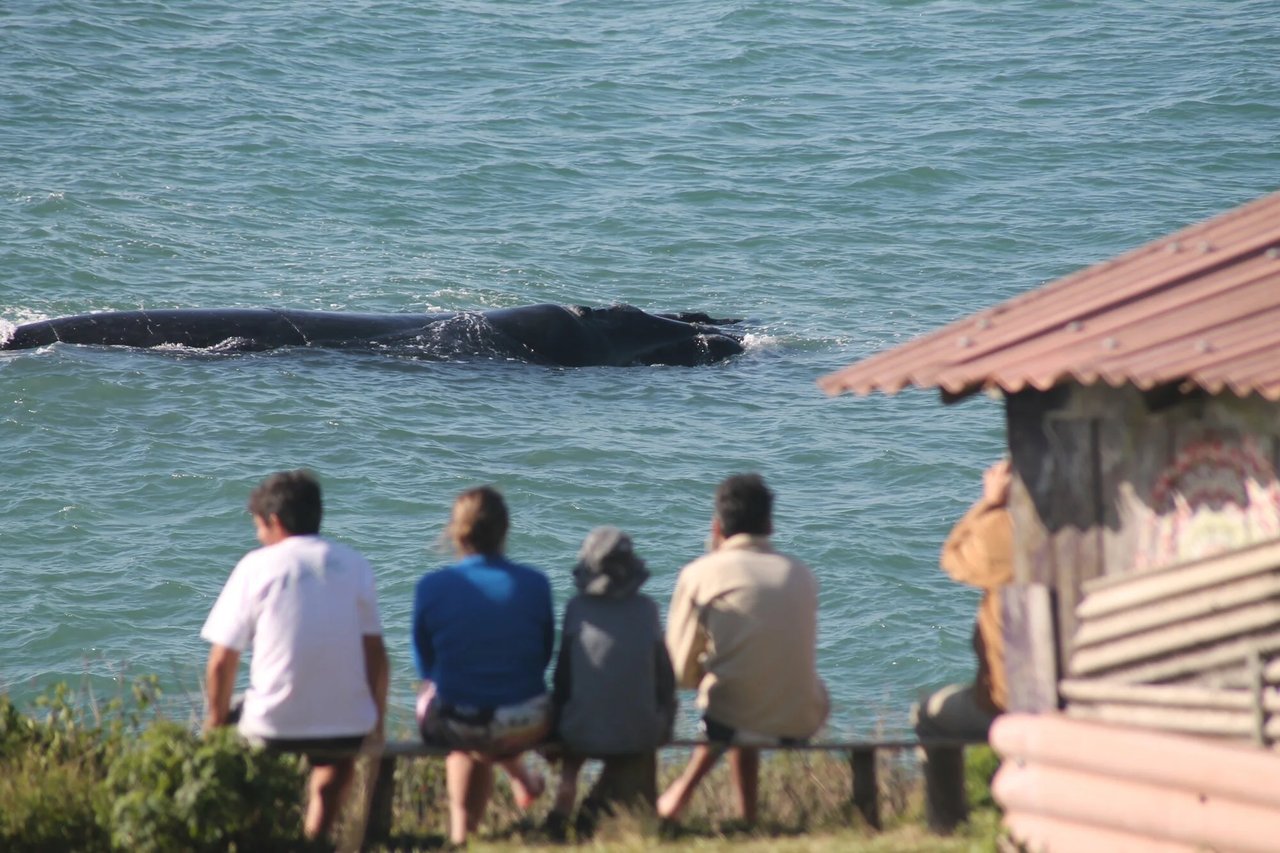 Santa Catarina Nursery Whale Heritage Area
