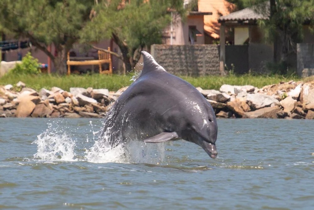 Santa Catarina Nursery Whale Heritage Area