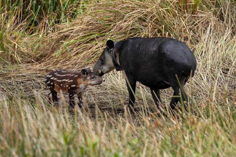 Tapir Valley Wildlife Heritage Area