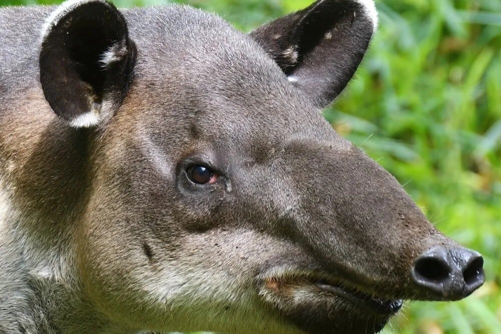 Tapir Valley Wildlife Heritage Area