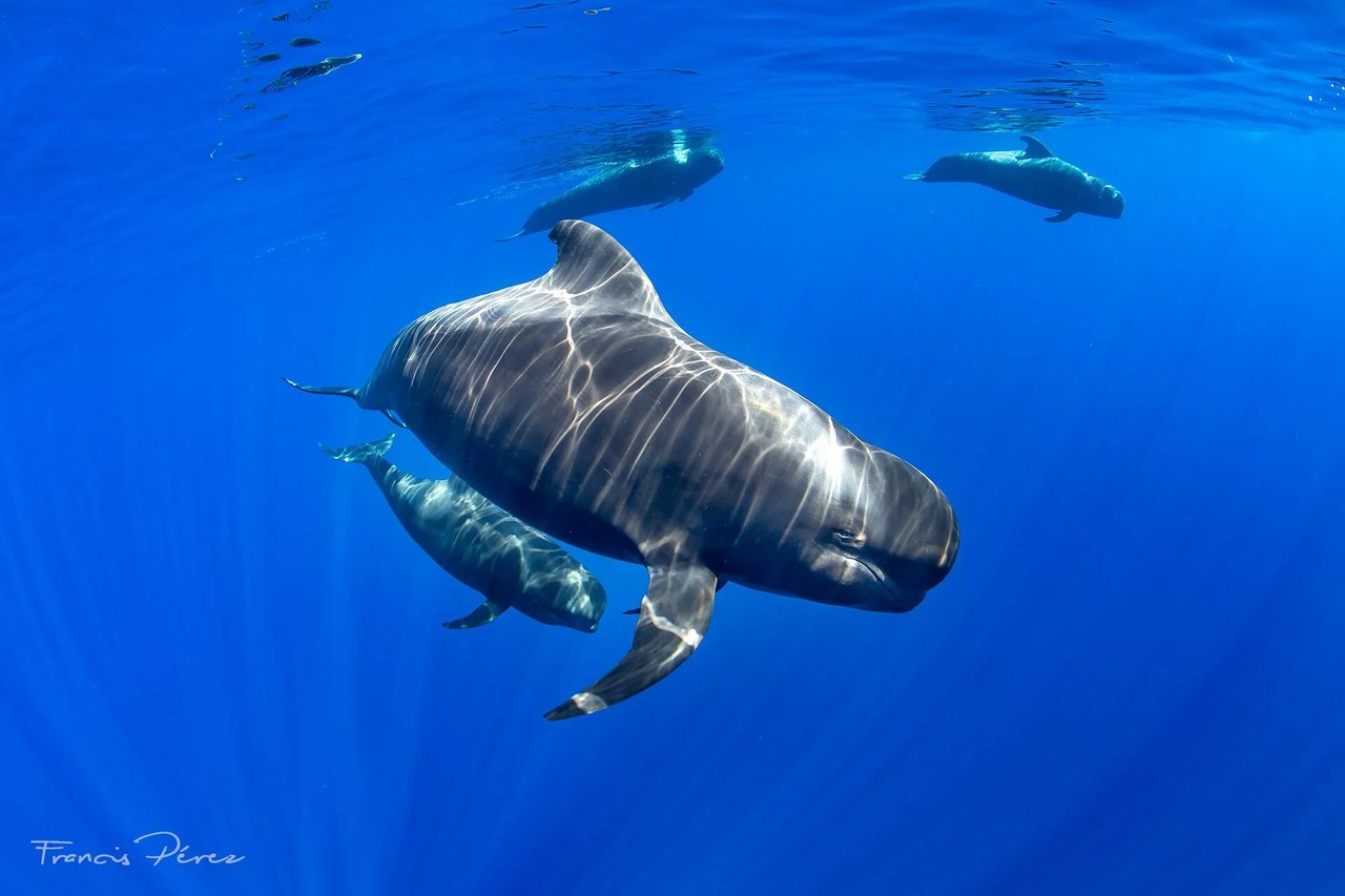 Tenerife-La Gomera Marine Area Whale Heritage Area