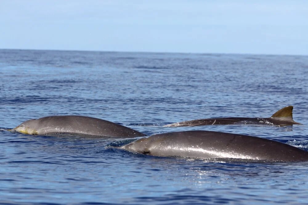 Tenerife-La Gomera Marine Area Whale Heritage Area