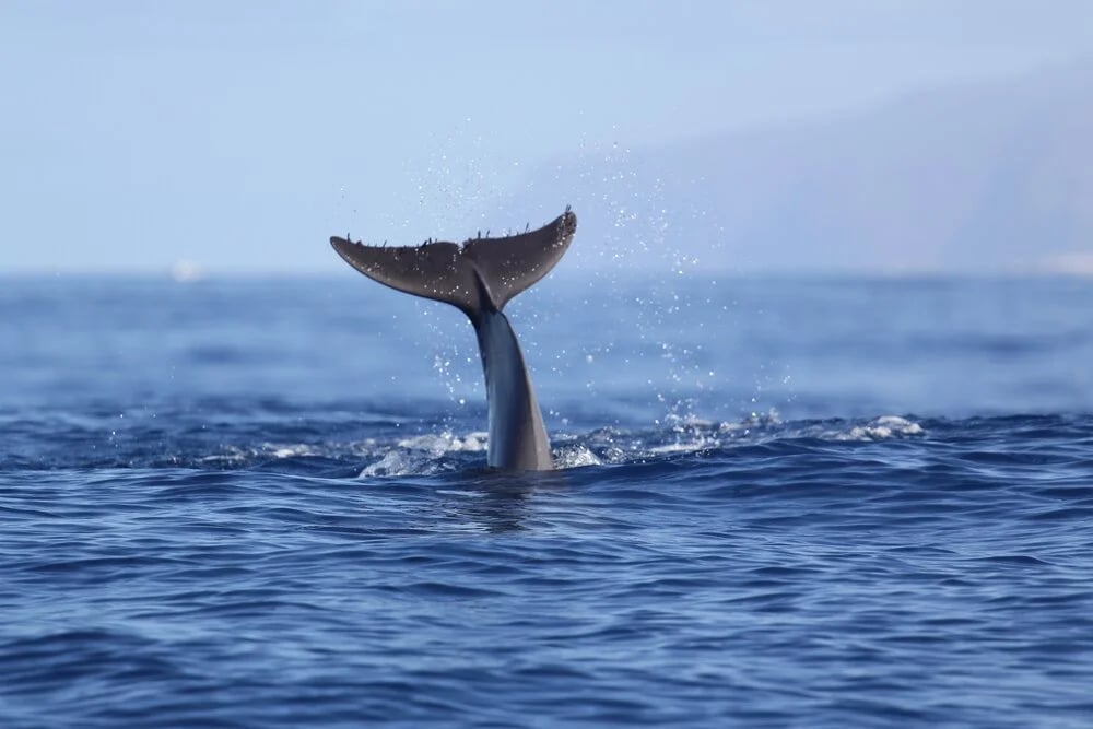 Tenerife-La Gomera Marine Area Whale Heritage Area