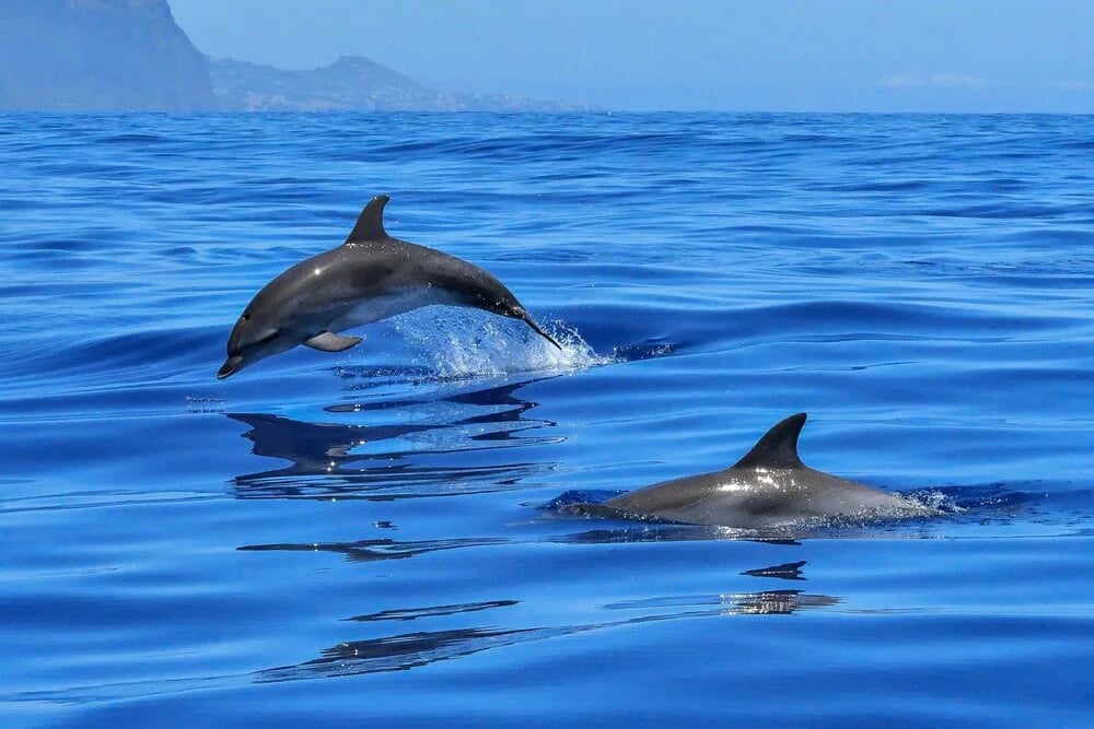 Tenerife-La Gomera Marine Area Whale Heritage Area